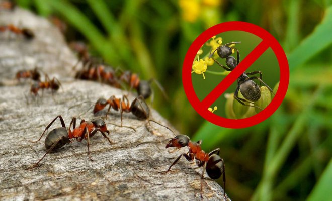 Методы борьбы с муравьями в доме: эффективные способы избавления от насекомых