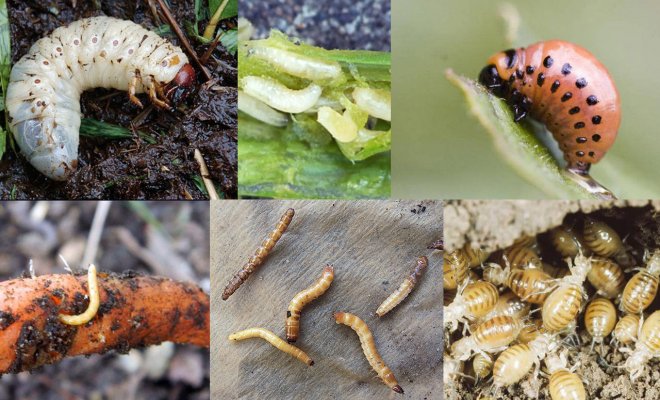 : Личинки каких насекомых могут оставить вас без урожая