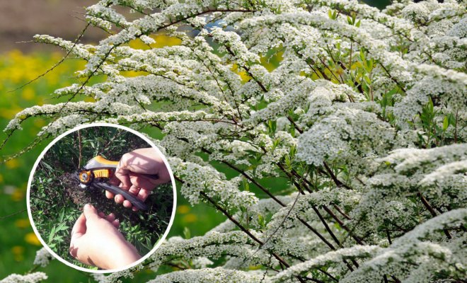 : Beautiful Spiraea (Meadowsweet) Shrub with White Flowers