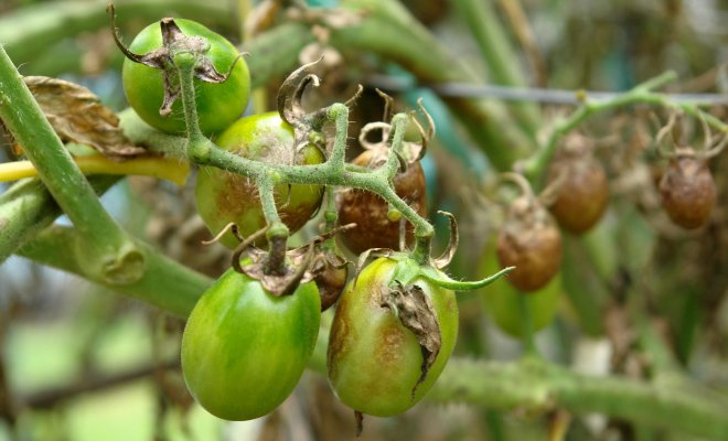 : Фитофтора на помидорах