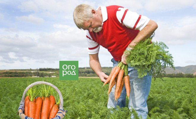 : Как защитить морковь