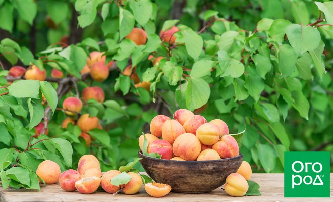 : лучшие сорта самоплодных абрикосов