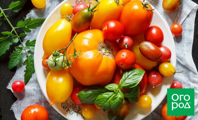 : выращивание томатов в подмосковье
