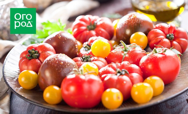 : Обзор новых сортов и гибридов томатов сезона 2019
