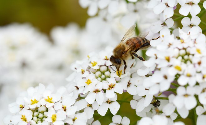 : Macro of a honey bee takes pollen from small white candytuft flowers