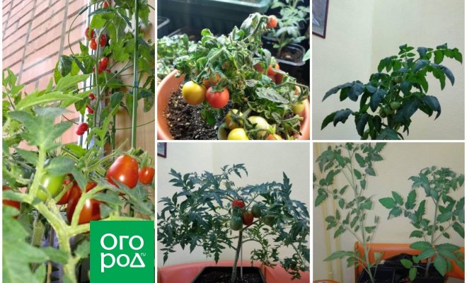 : сорта томатов для зимнего выращивания 