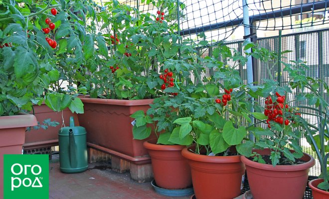 : все о выращивании помидоров в контейнерах