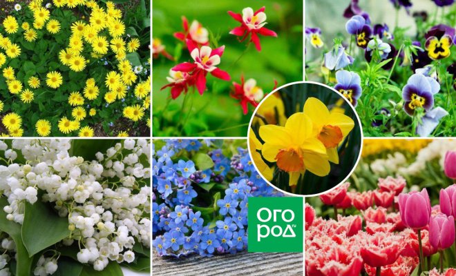 : 10 красивых цветов-многолетников, цветущих в мае