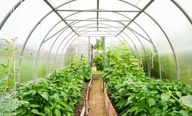 : Inside plastic covered horticulture greenhouse