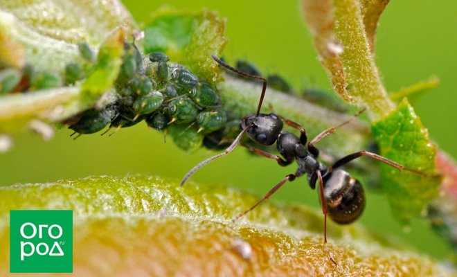 : муравьи и тля взаимодействие средства от муравьев