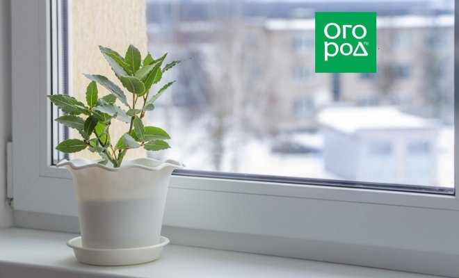 С окна в суп: как вырастить лавровый лист дома | Полезно (Огород.ru)