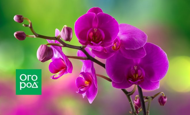 : Орхидея фаленопсис