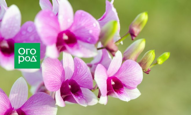 : Орхидеи