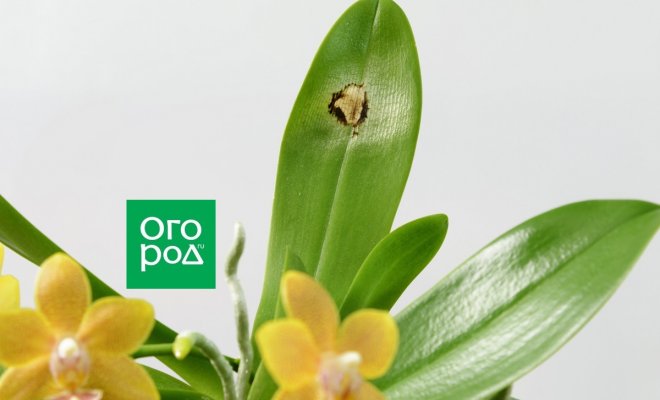 : Пятно на листе орхидеи