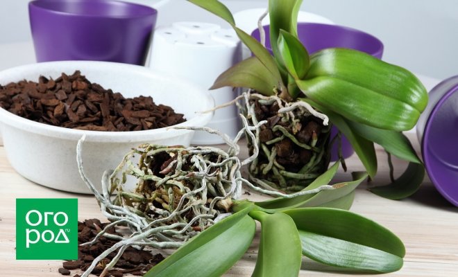: Orchids, lat. Phalaenopsis Cascade, prepared for changing bark