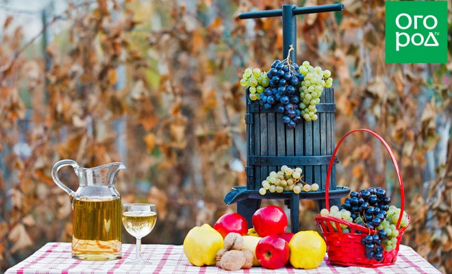 : оборудование для приготовления вина в домашних условиях