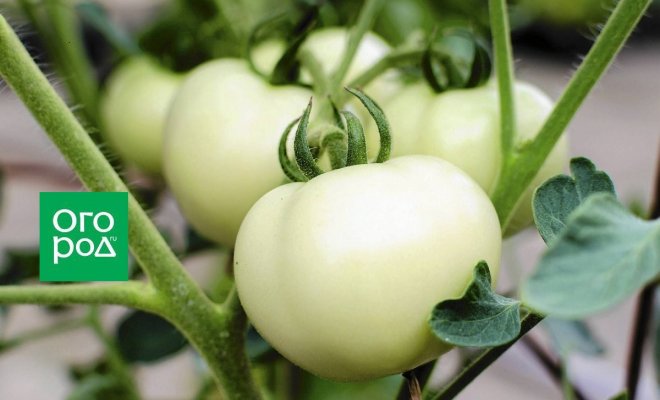 Сорта белых томатов