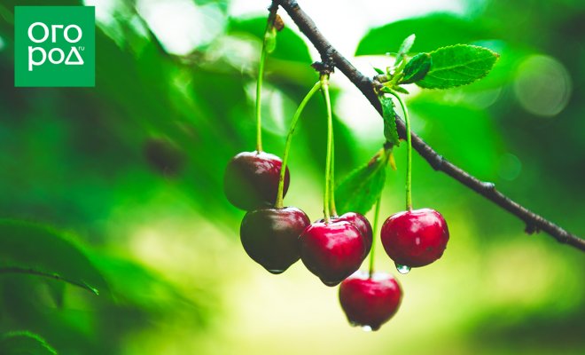 : Лучшие самоплодные сорта вишни с описанием и фото