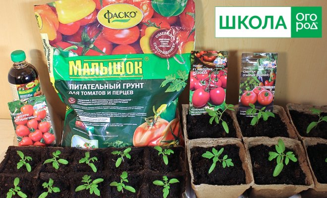 : Выращивание рассады томатов