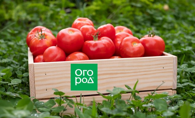 Tomato Ozaltin: charakteristika a popis odrůdy, recenze