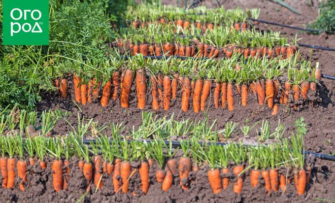 : выращивание моркови на песчаных грунтах