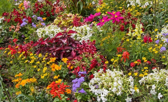 : Цветы для посева в открытый грунт в мае