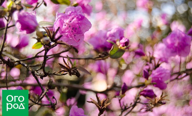 : Рододендроны весной удобрение и уход