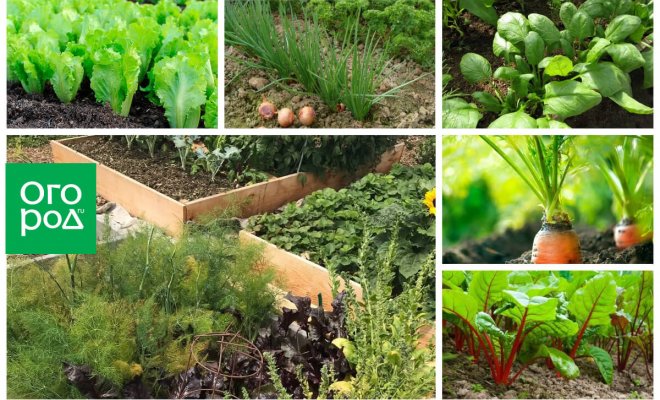 Что посадить в июне: советы для дачников | Новости садоводства