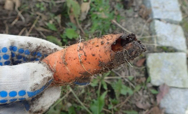 : Проблемы с выращиванием моркови