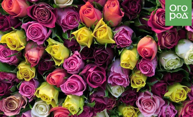 : сорта роз необычного цвета фото описание