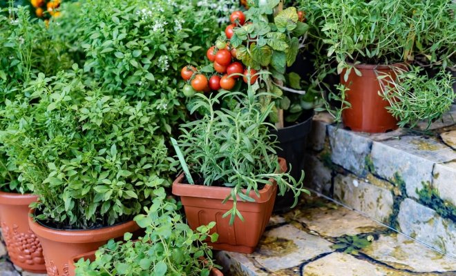 : Какие овощи можно посадить в контейнер