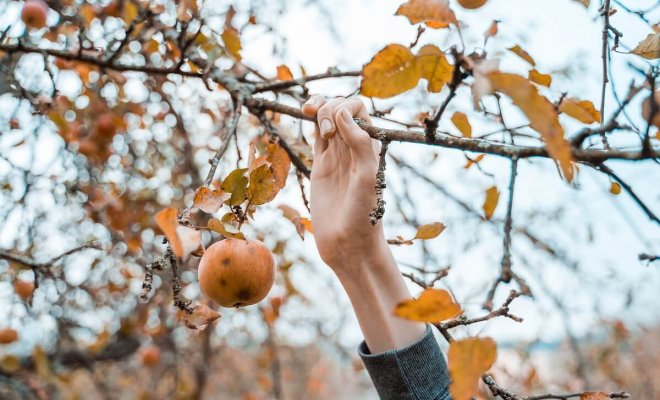 Уход за яблоней осенью