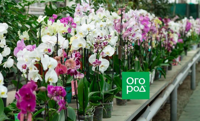 : Виды орхидей фото