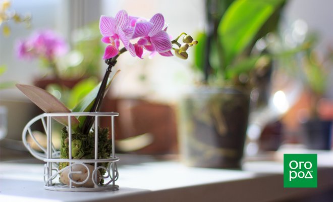 : мини-орхидеи