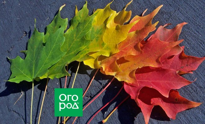 : как и почему листья осенью меняют цвет