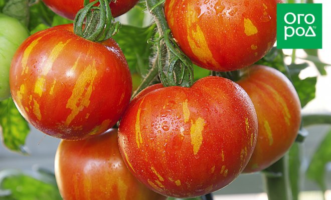 Описание сортов желтых помидоров с фотографиями