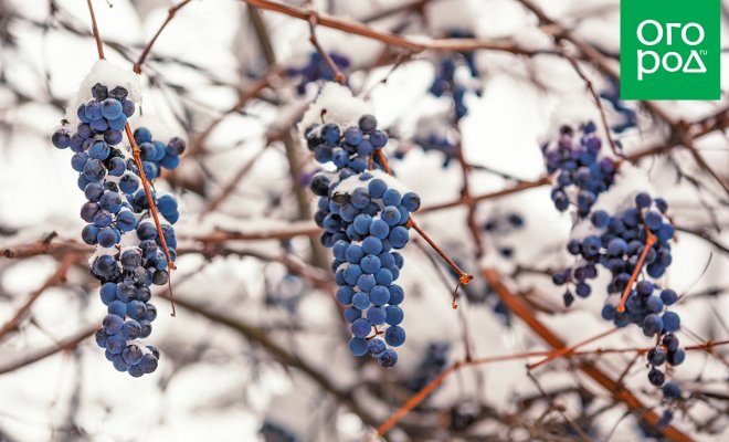 : лучший зимостойкий виноград