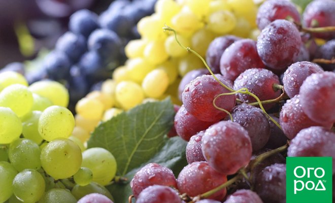 Винные сорта винограда для средней полосы – выбираем лучший