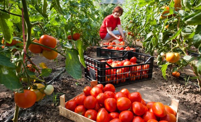 : Лучшие сорта томатов для теплицы и грунта