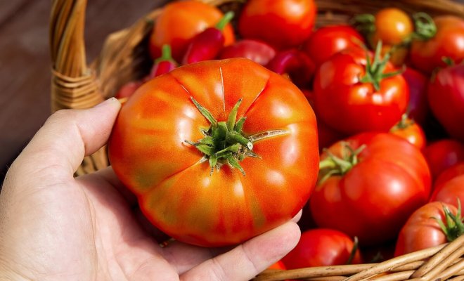 : Самые неприхотливые сорта томатов