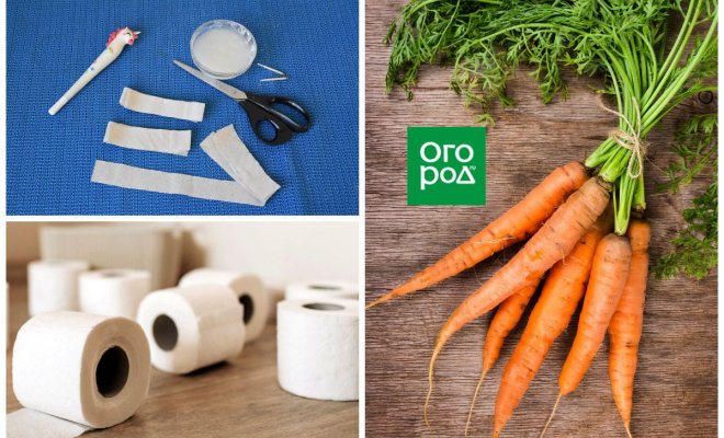: посев моркови в открытый грунт