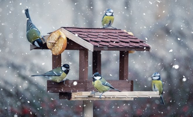 : Чем кормить птиц зимой