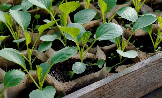 : Как вырастить хорошую рассаду капусты