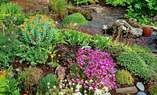 : Скальные растения, цветущие с весны и до осени