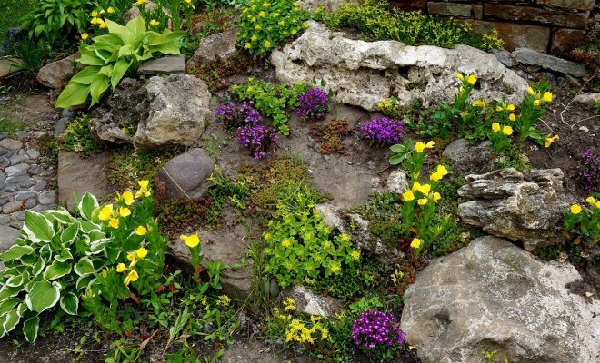 : Низкорослые растения для альпийской горки