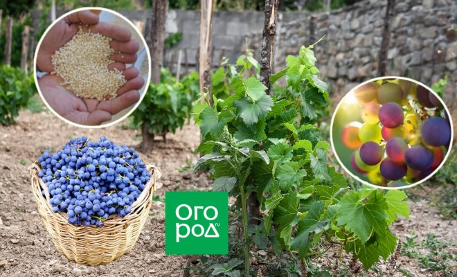 : Чем, как и когда подкормить виноград