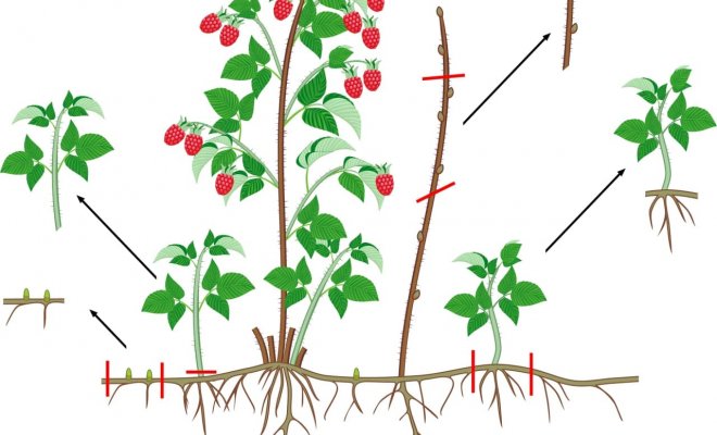 Metody rozmnožování malin na jaře, v létě a na podzim doma: řízky, kořenové výmladky