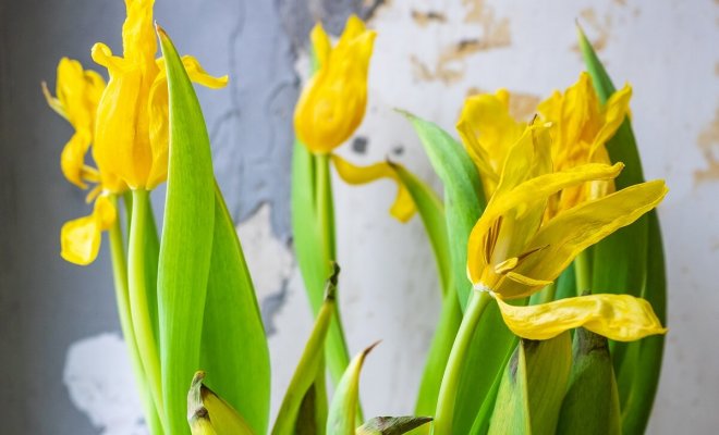 : Что сделать с тюльпанами после цветения