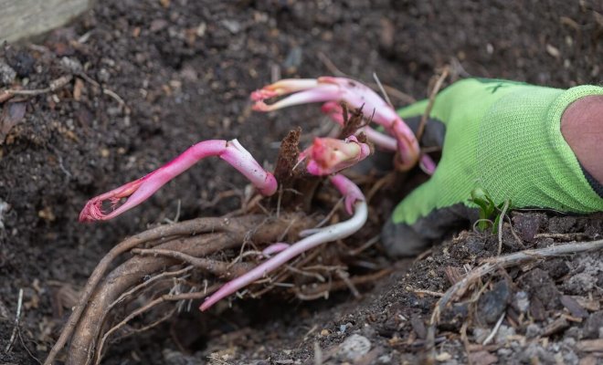 : Как посадить пионы весной
