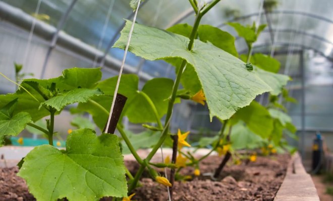 Pěstování okurek ve sklenících a péče o ně